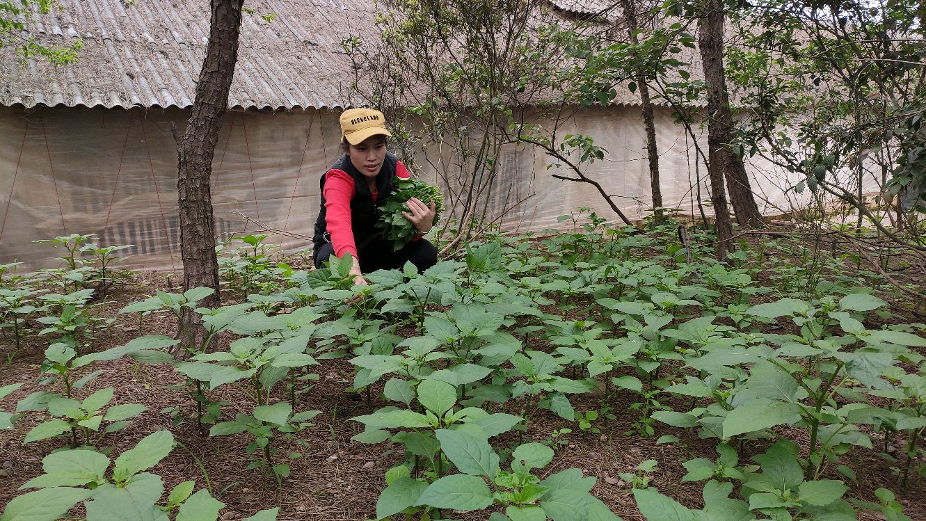 龙葵野菜“别名白花菜”,是一道很受欢迎的美食,你们吃过了吗?