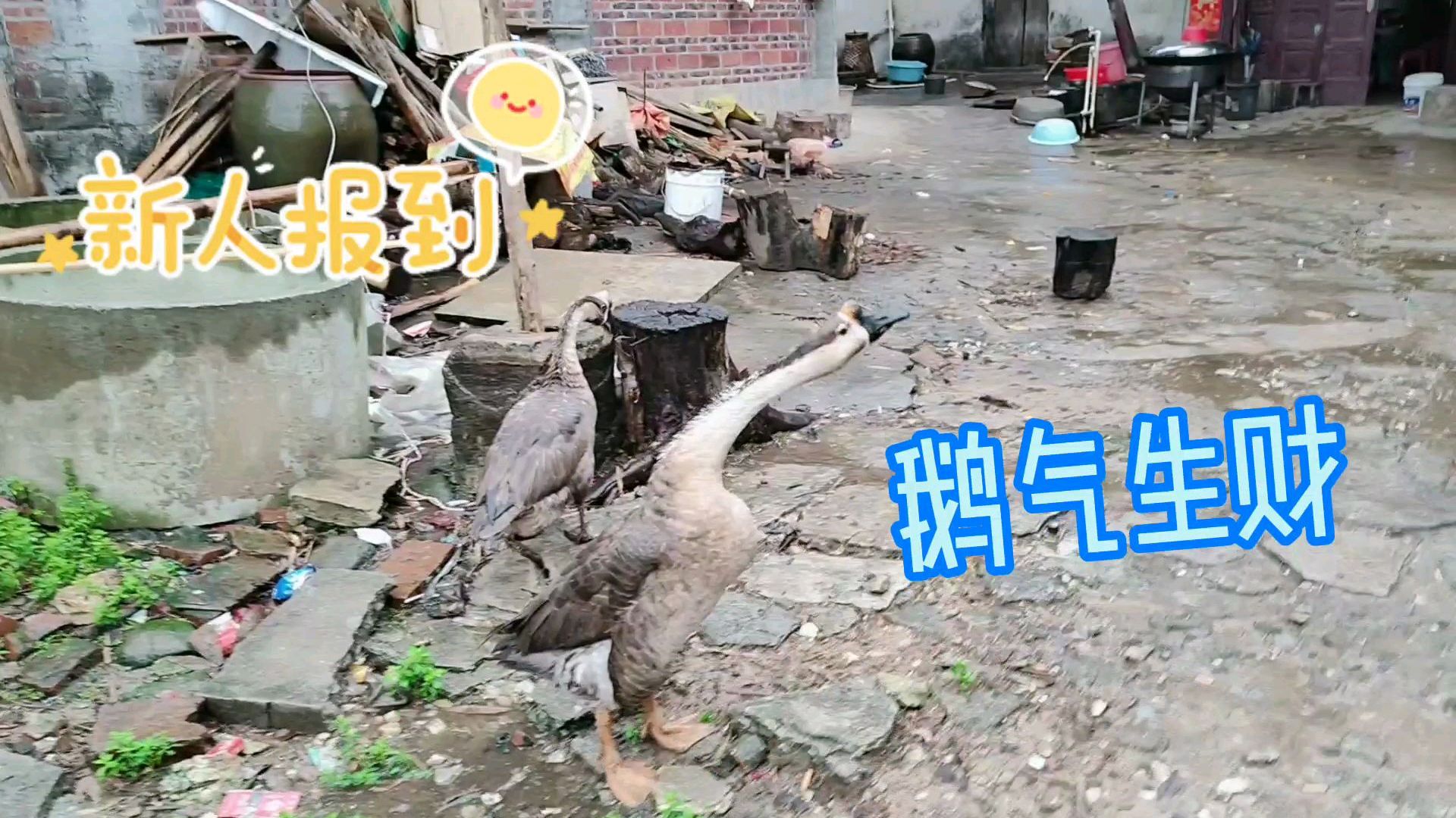 大家鹅气生财,10年老鹅飞过来之后,表哥叫惨了
