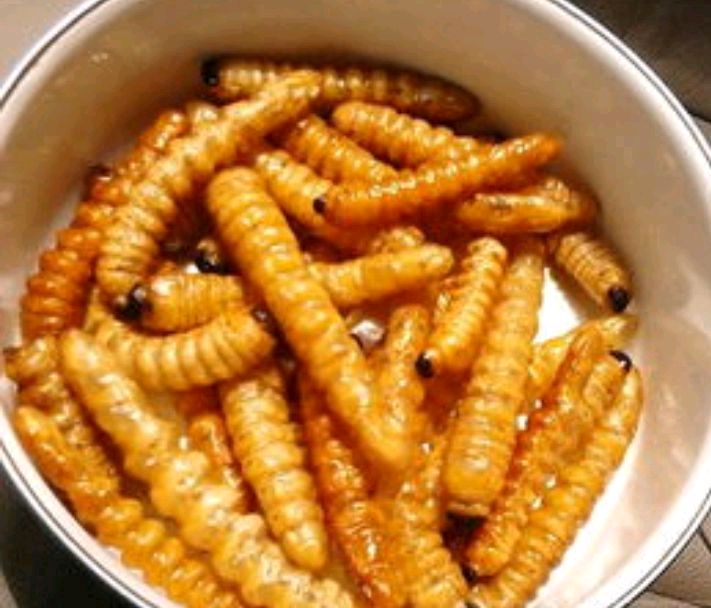 云实刺树中的斗米虫