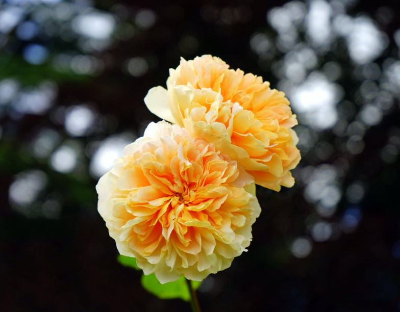 鲜花欣赏:看起来春花烂漫的鲜花美图,美丽大方