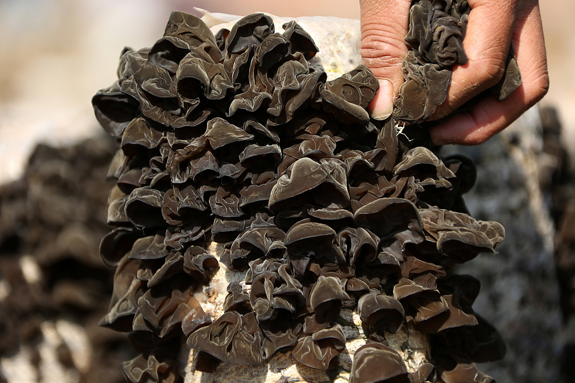 野生木耳和种植木耳的区别如下:野生木耳生长环境较广泛,适应性强