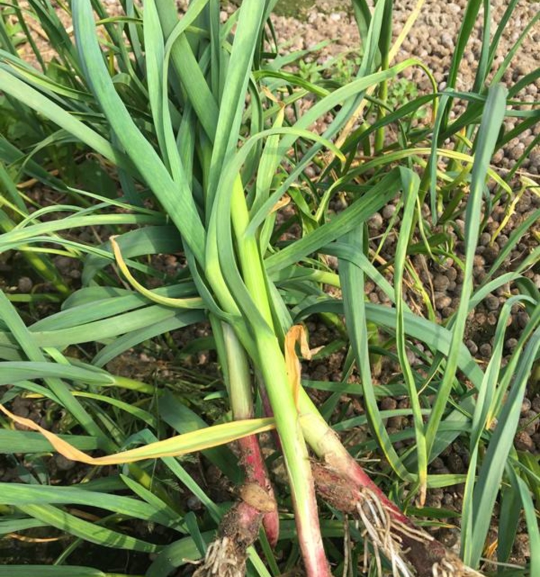 引起大蒜叶发黄因素中,其中一个最容易被忽视