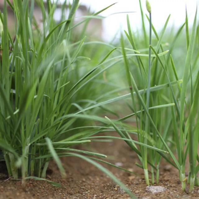 妊娠呕吐偏方,效果很好,简单易做