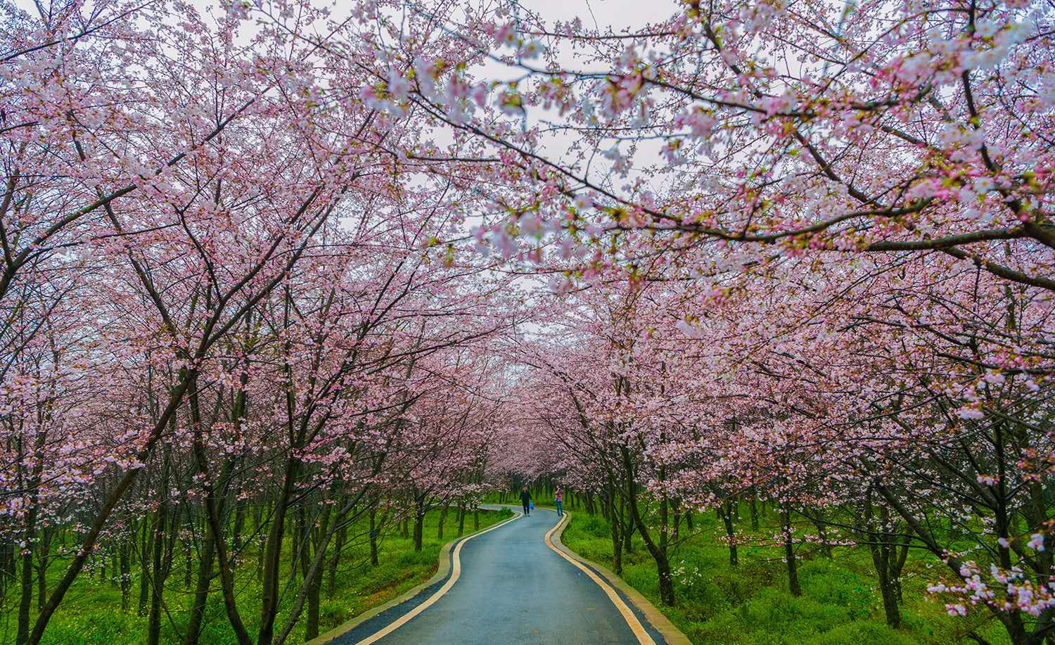 万亩樱花园坐落于高原明珠红枫湖畔,占地24000余亩,场区地跨贵阳,安顺