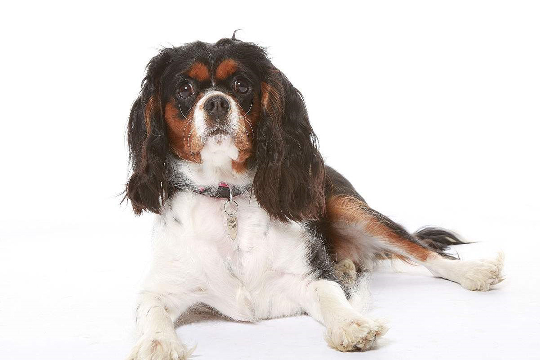 他作为一只观赏犬,但是名字中却有查理王三个字