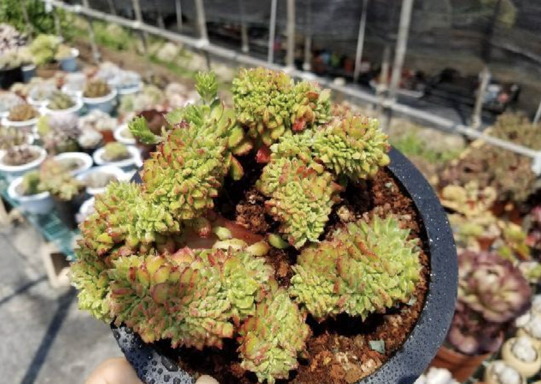 这些萌哒哒的银波锦系多肉植物,你认识吗?