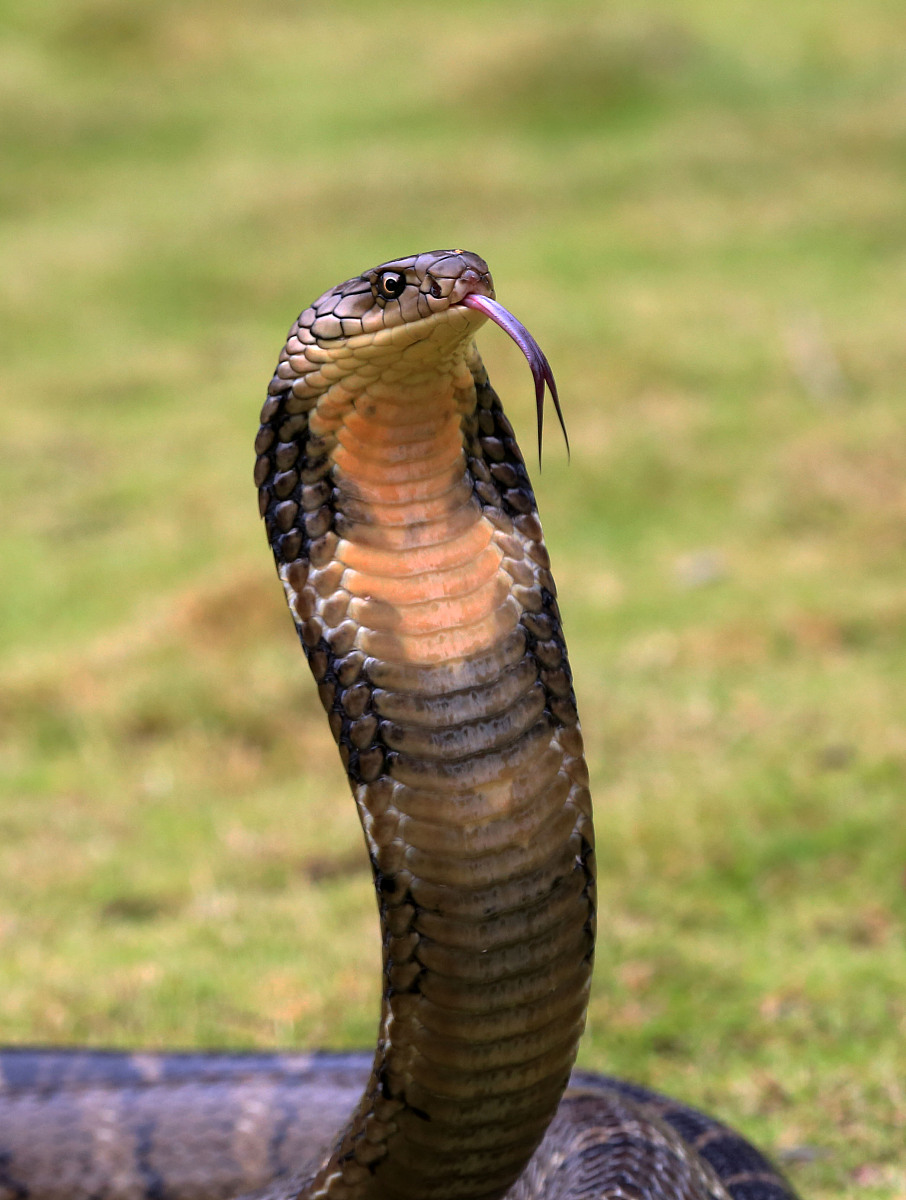 属蛇人一生的贵人02蛇男一见钟情的生肖女