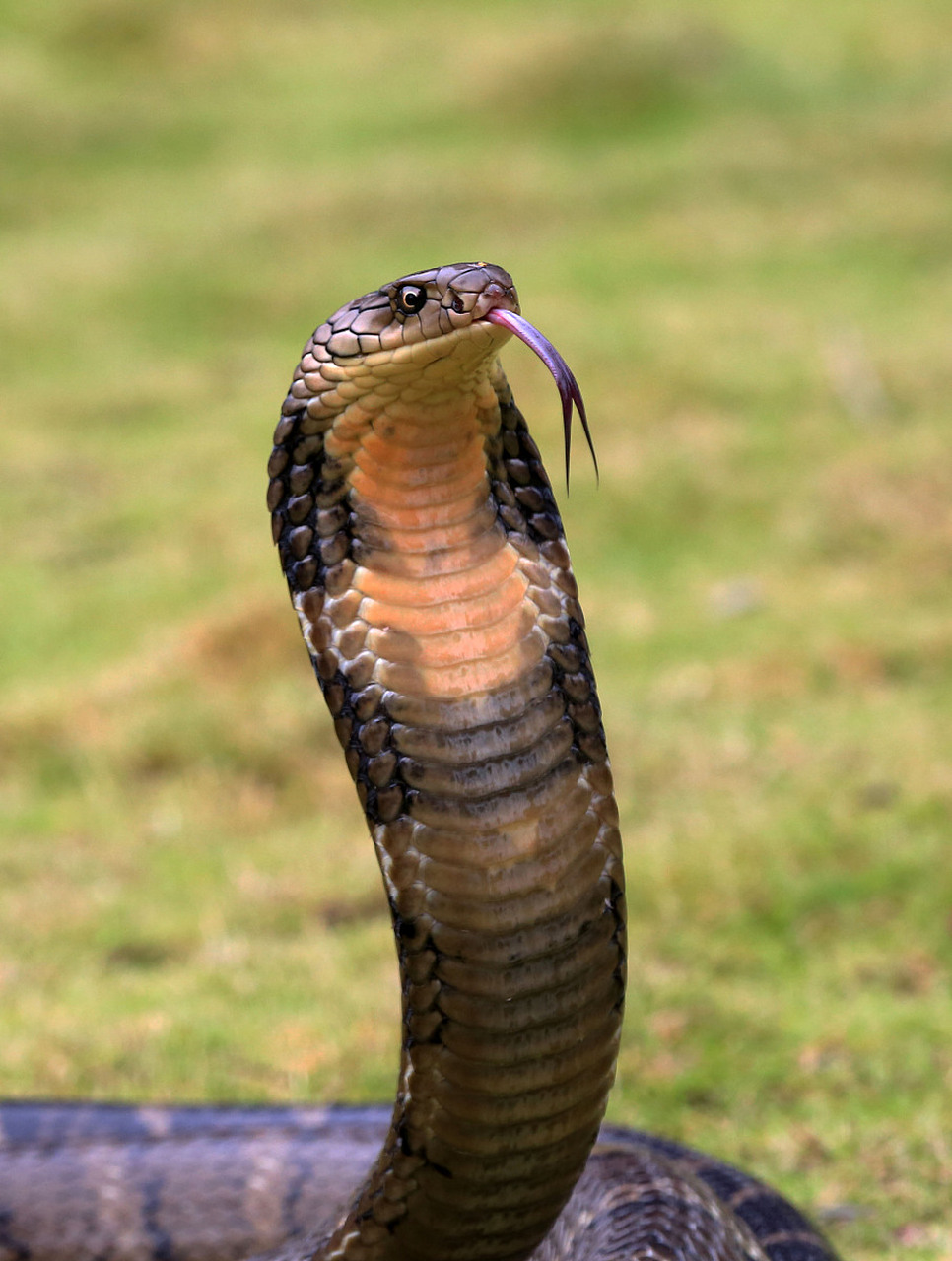 6米眼镜王蛇偷鸡鸭结果身缠渔网# 眼睛王蛇是国家保护动物不能杀只能