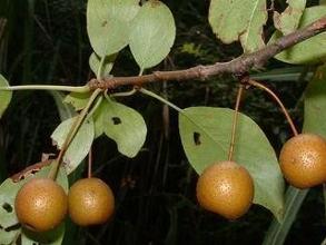 农村一种野生果树,果实像黄豆一样小,曾一直被以为只是一种食物