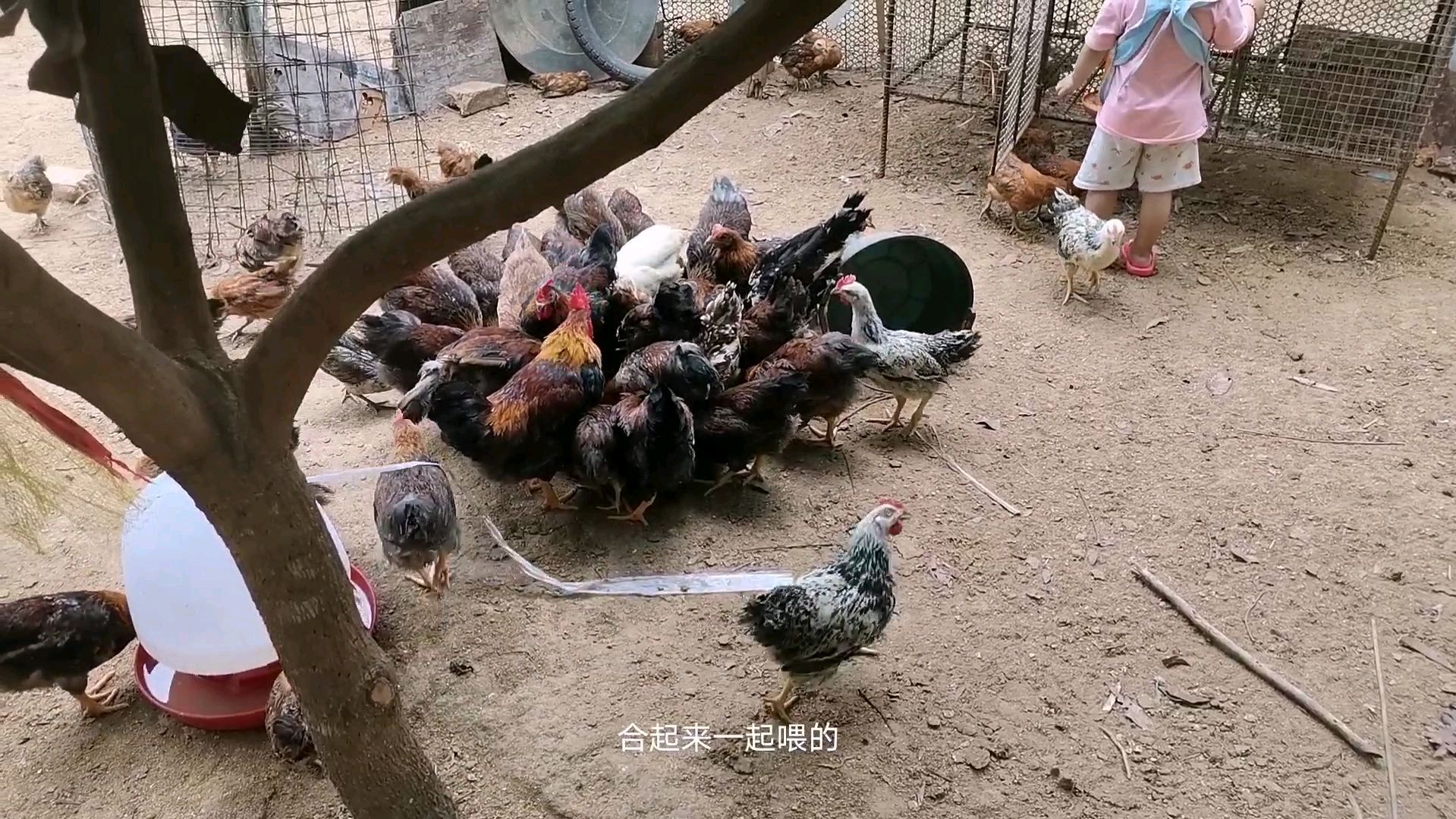 豆渣养鸡,三个月的小鸡以豆渣米糠和玉米等纯粮食喂养