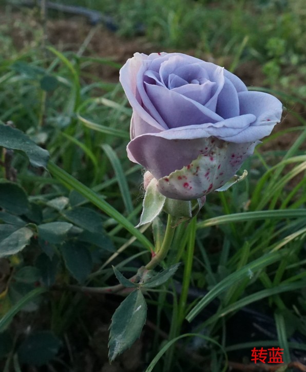 月季- 热门商品专区