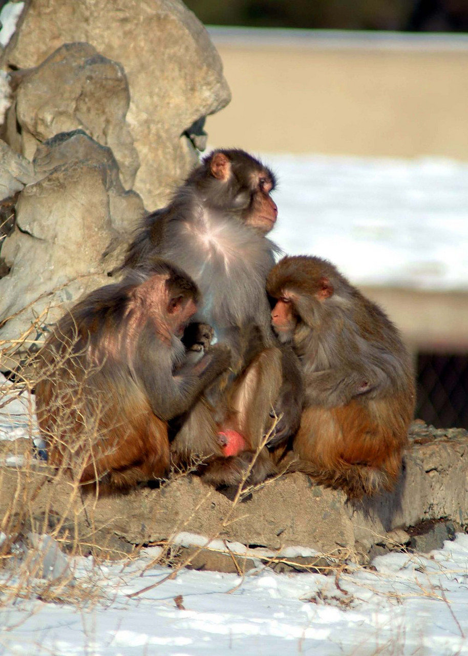 镜头里的春天#太原动物园春日里动物繁殖的盛况,猕猴,熊猫等新生兜哪