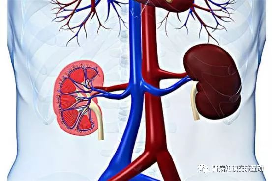 「你问我答」判断肾功能好坏最准确指标是什么?