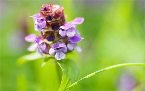 扁桃体开花图片图片