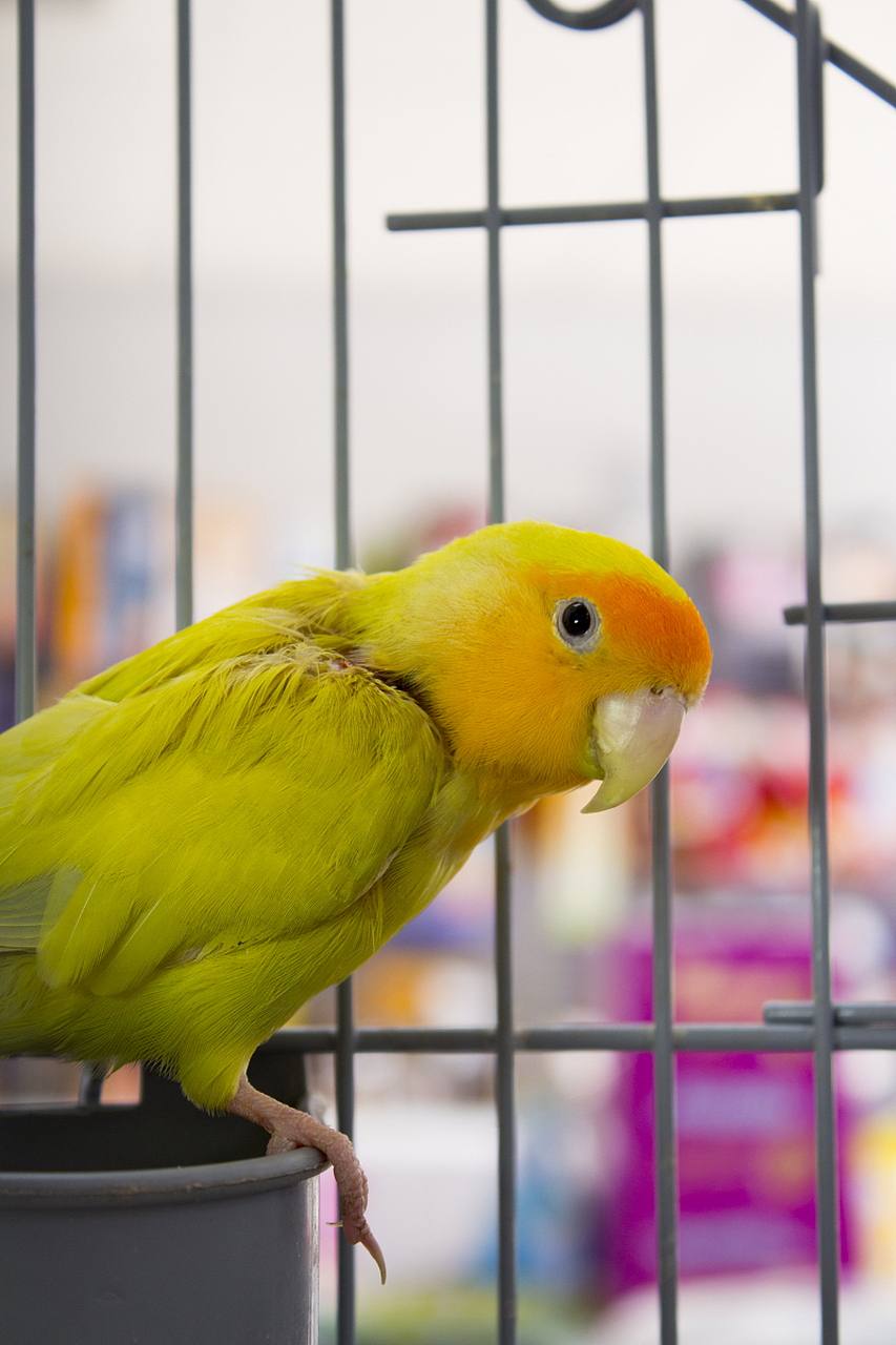 金黄锥尾鹦鹉是一种色彩鲜艳,形态优雅的鸟类,以其独特的金黄色羽毛和