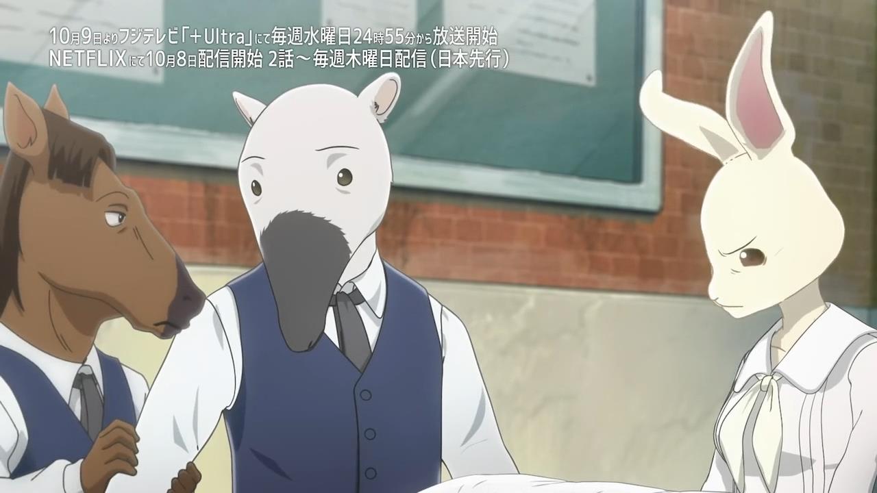 10月新番《beastars》做一只可爱的小白兔,原来这么不容易