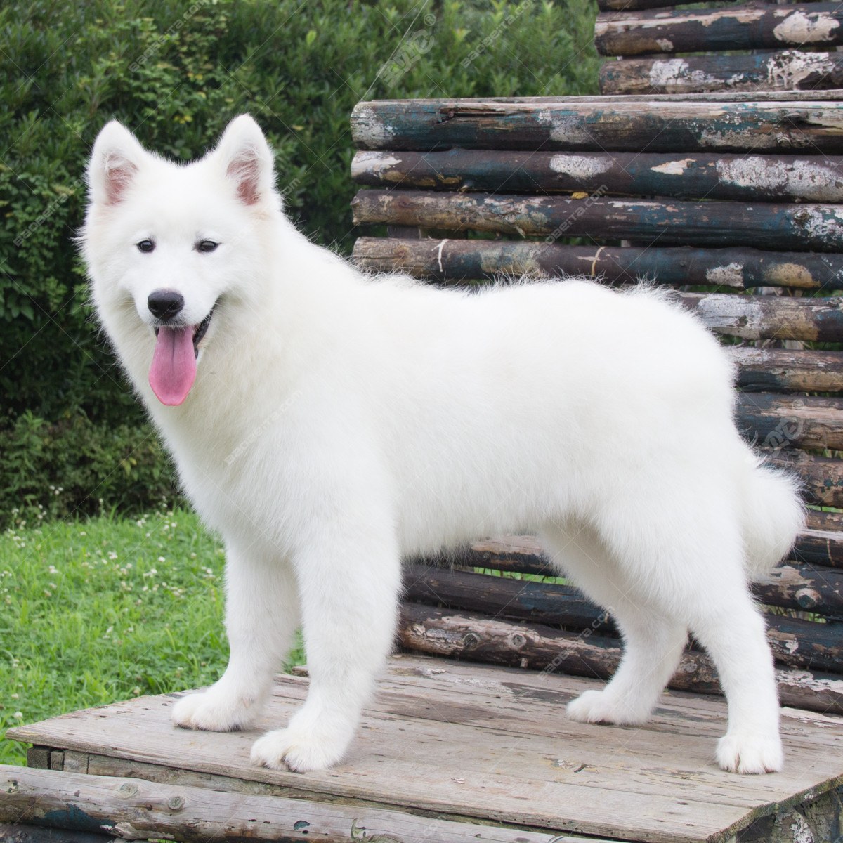 5个雪橇犬生病的原因:雪橇犬生病拉稀,不看肯定不知道原因!