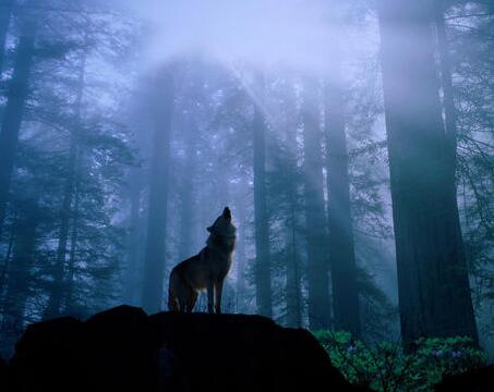 我并不敢苟同的世界名著:艾伦.金斯堡《嚎叫》