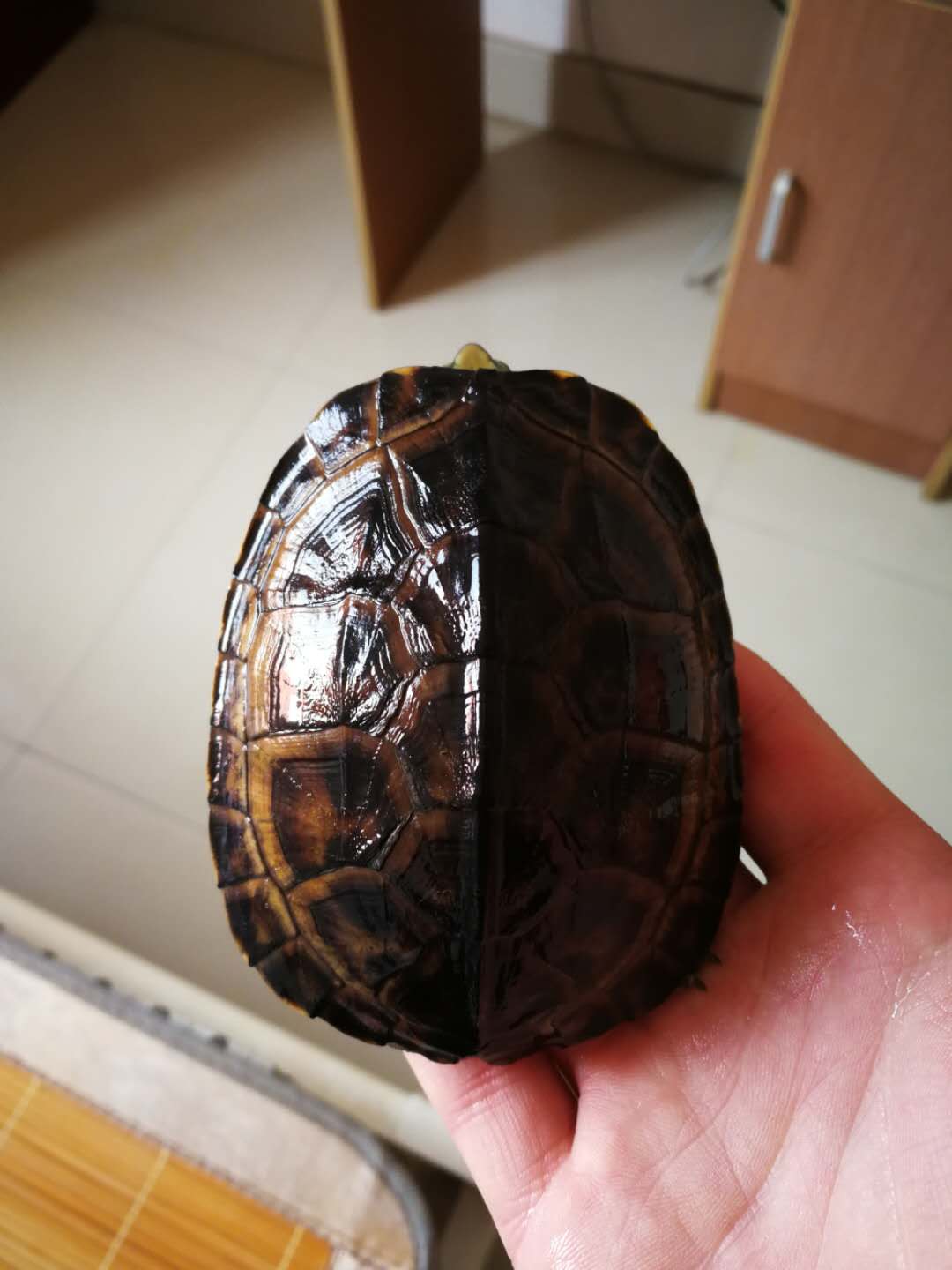 龟苗- 热门商品专区