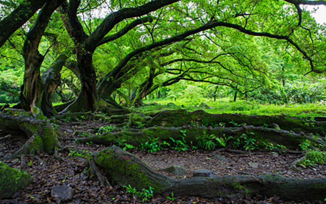 供人欣赏的花卉:夏天的大凉伞榕树