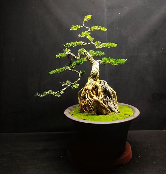 分享几个皱皮雀舌黄杨盆景,都是高提根的,非常有排面哦,求鉴赏