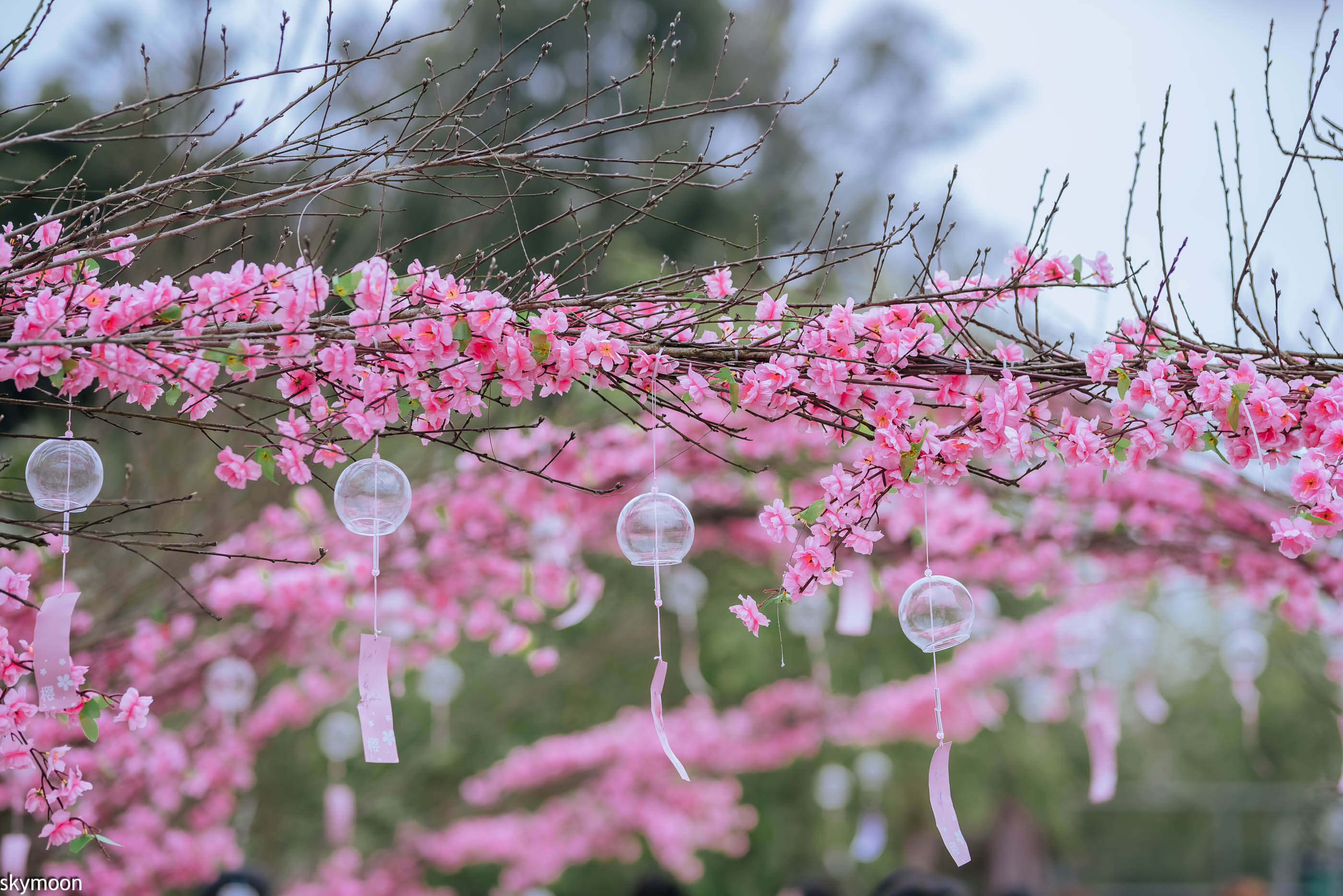 江津石门美樱花海,樱花盛开