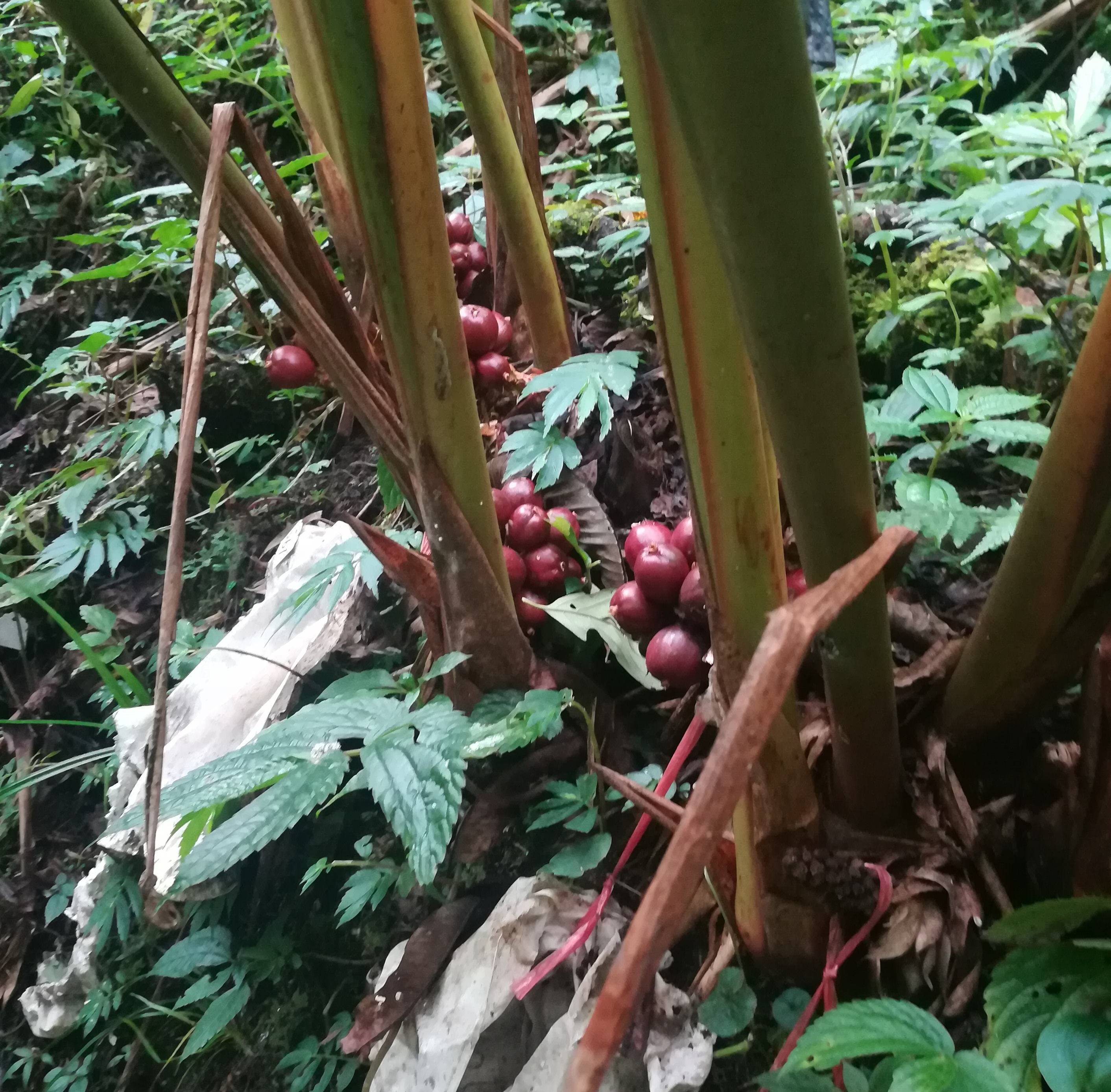 红彤彤的草果,丰产却不丰收,农民心里很不是滋味.