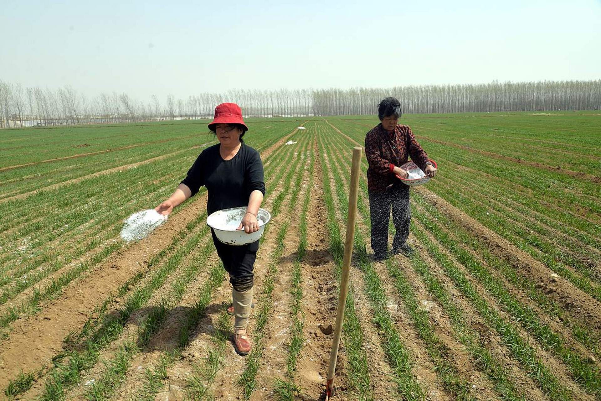 小麦种植技术与管理施肥  小麦种植技术与施肥管理是相互关联的,对小
