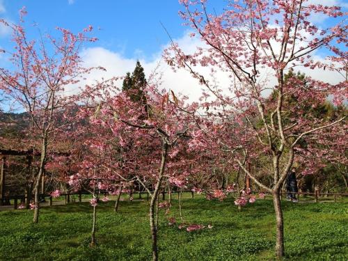 台湾阿里山樱花季9日登场 将首度启用自动售票机