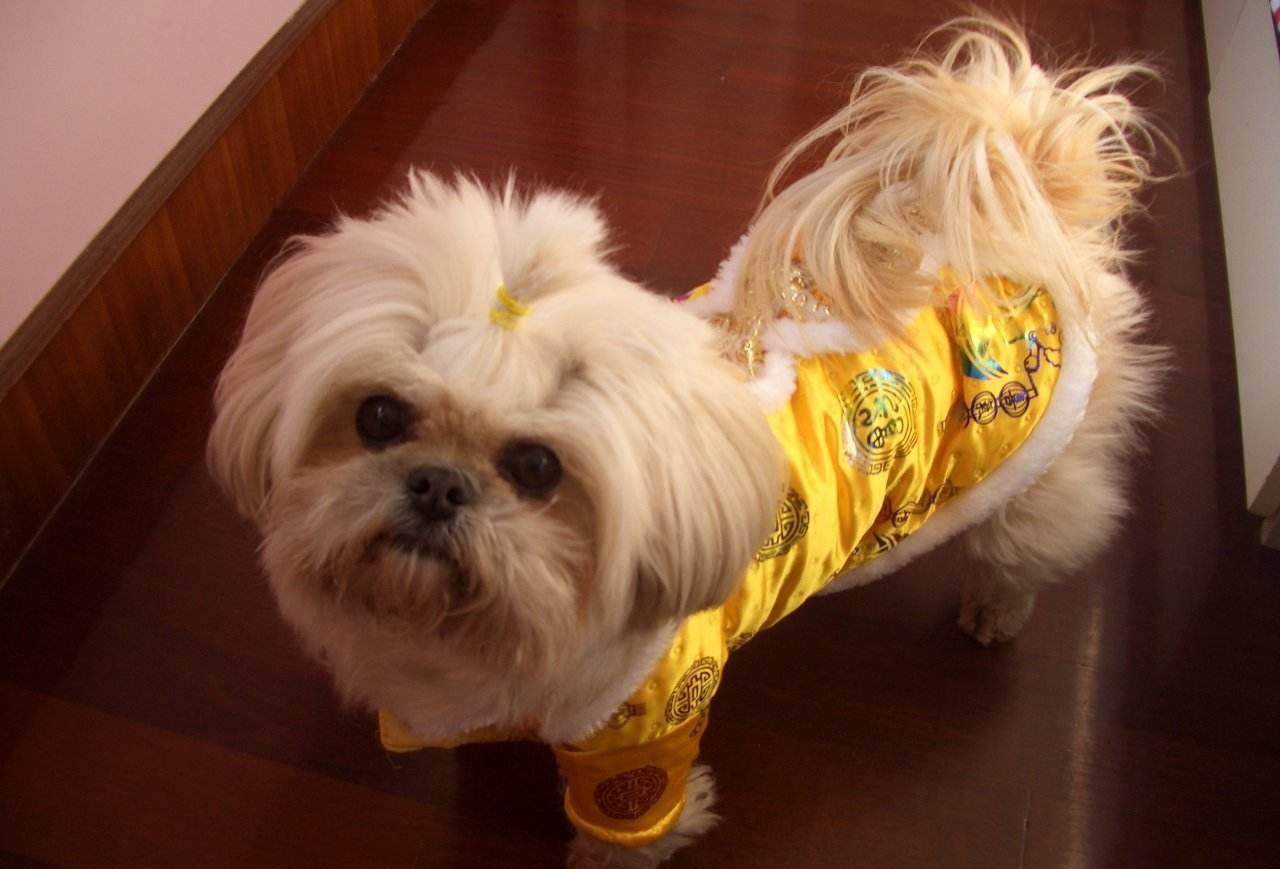 西施犬:来自中国的古老玩赏犬,古代王室最喜欢的犬类