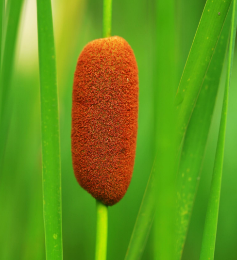 水边成片生长的"毛草",毛絮到处飘,惹人嫌,城里竟高价买?