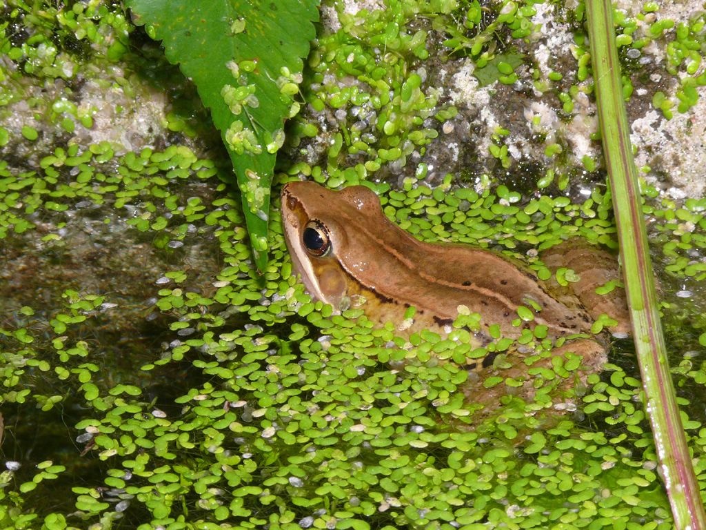 弹琴蛙你真的了解吗?弹琴蛙知识科普