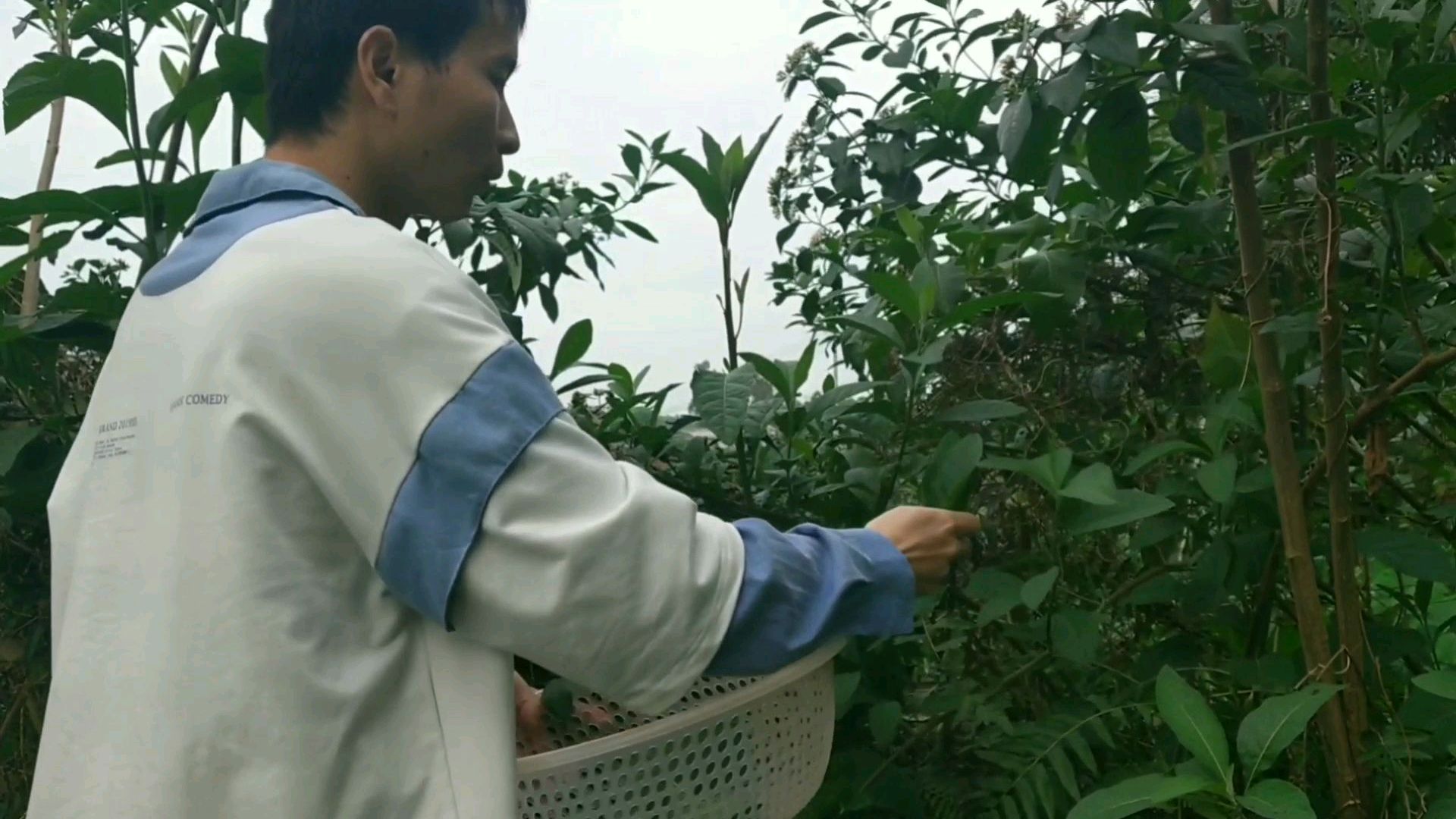 农村这种叶子具有神奇功效,口感苦涩回味甘甜,被人称为“神叶”