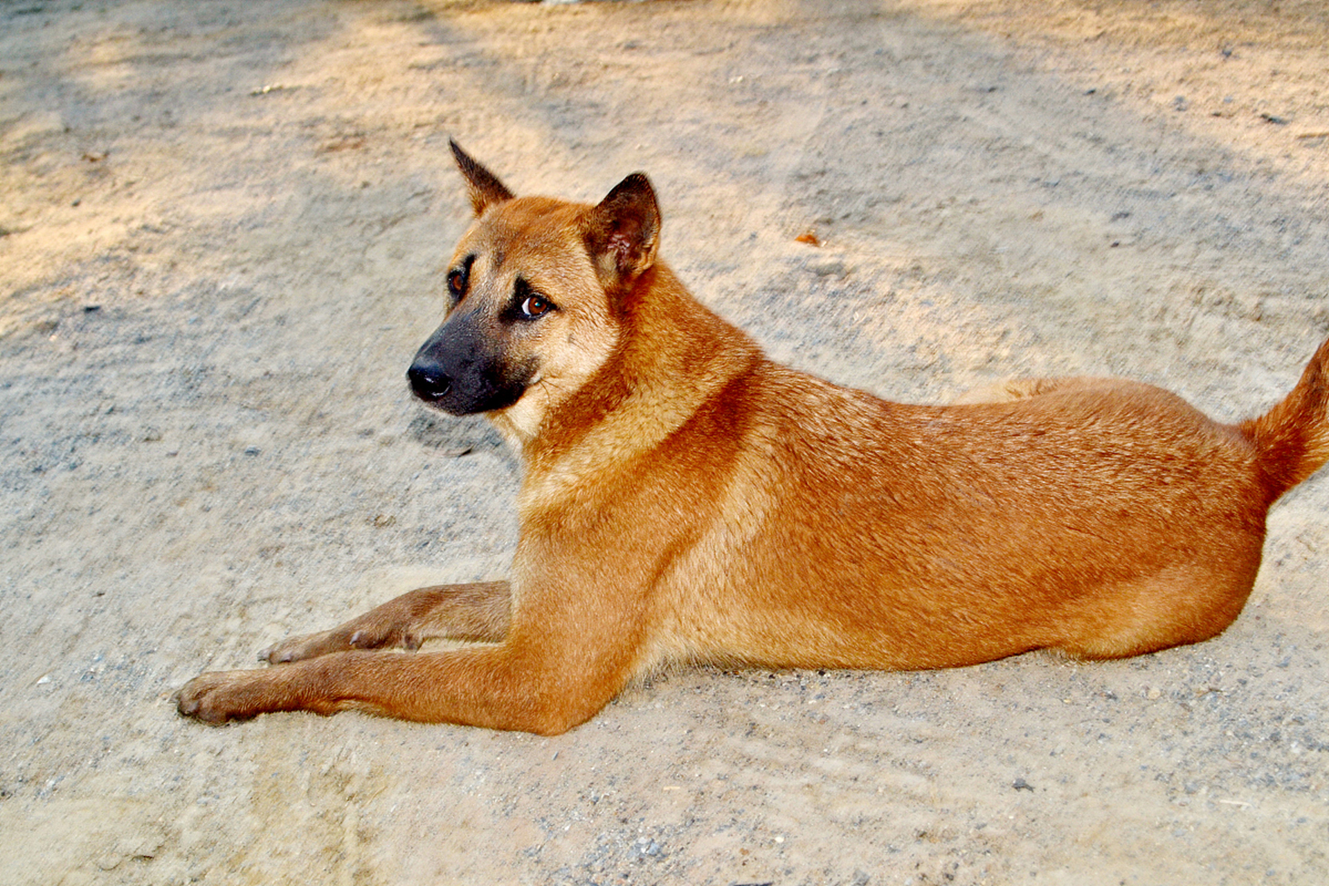 主人意外去世黄狗留守数月被救助,这只大黄狗人称大黄,育有五个孩子
