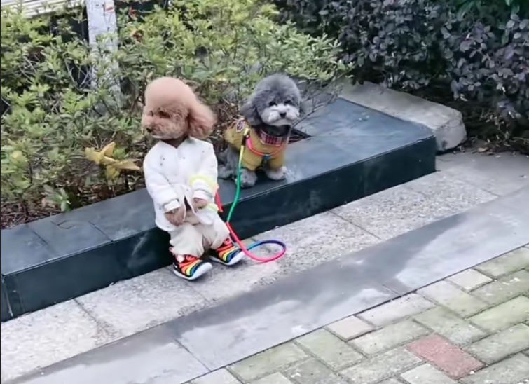 小孩牵小狗出来溜,坐着休息的时候,看到小孩模样,不太敢信