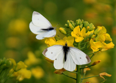 在安徽黄山市岩前油菜花田里,蝴蝶与蜜蜂在花丛中嬉花.