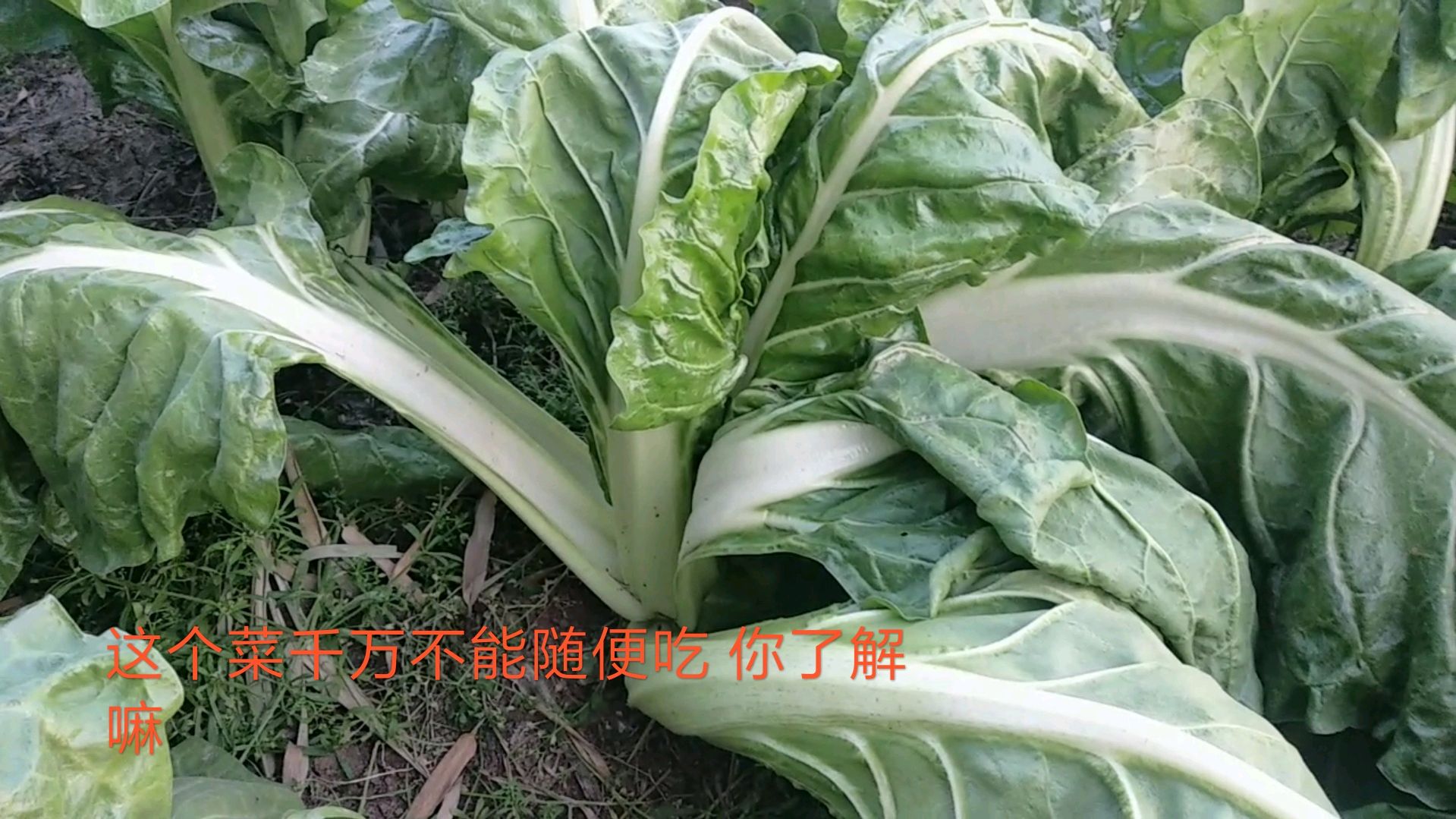 城里人最爱吃的菜 牛皮菜的危害 不知道的千万不要乱吃 来了解一下