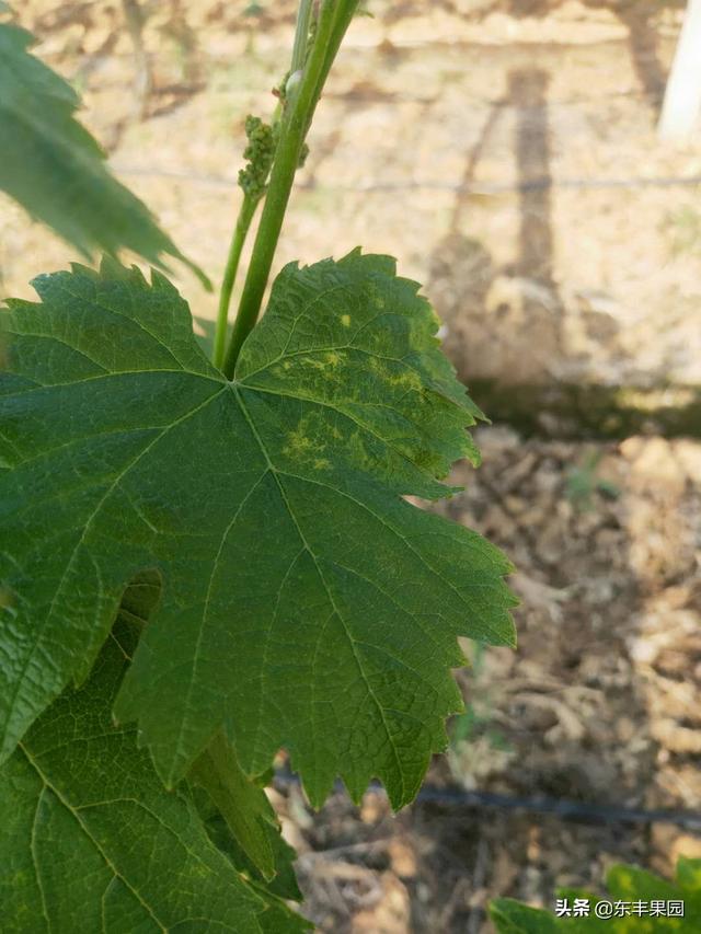 葡萄叶片发黄,有多种病症,你都完全了解吗?