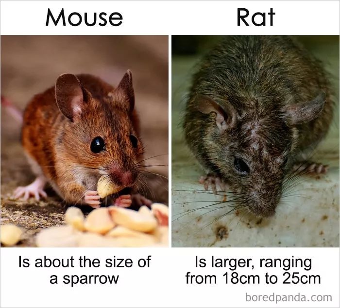 "rat"还是"mouse,傻傻分不清楚