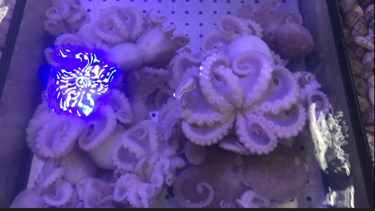 三只鲜活八爪鱼,一把韭菜,全部丢进锅里,撒一把盐,鲜味无敌!