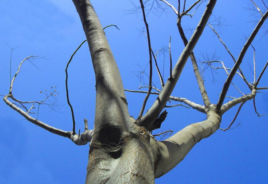 冬季青桐树应该注意哪些问题?如何进行养护?