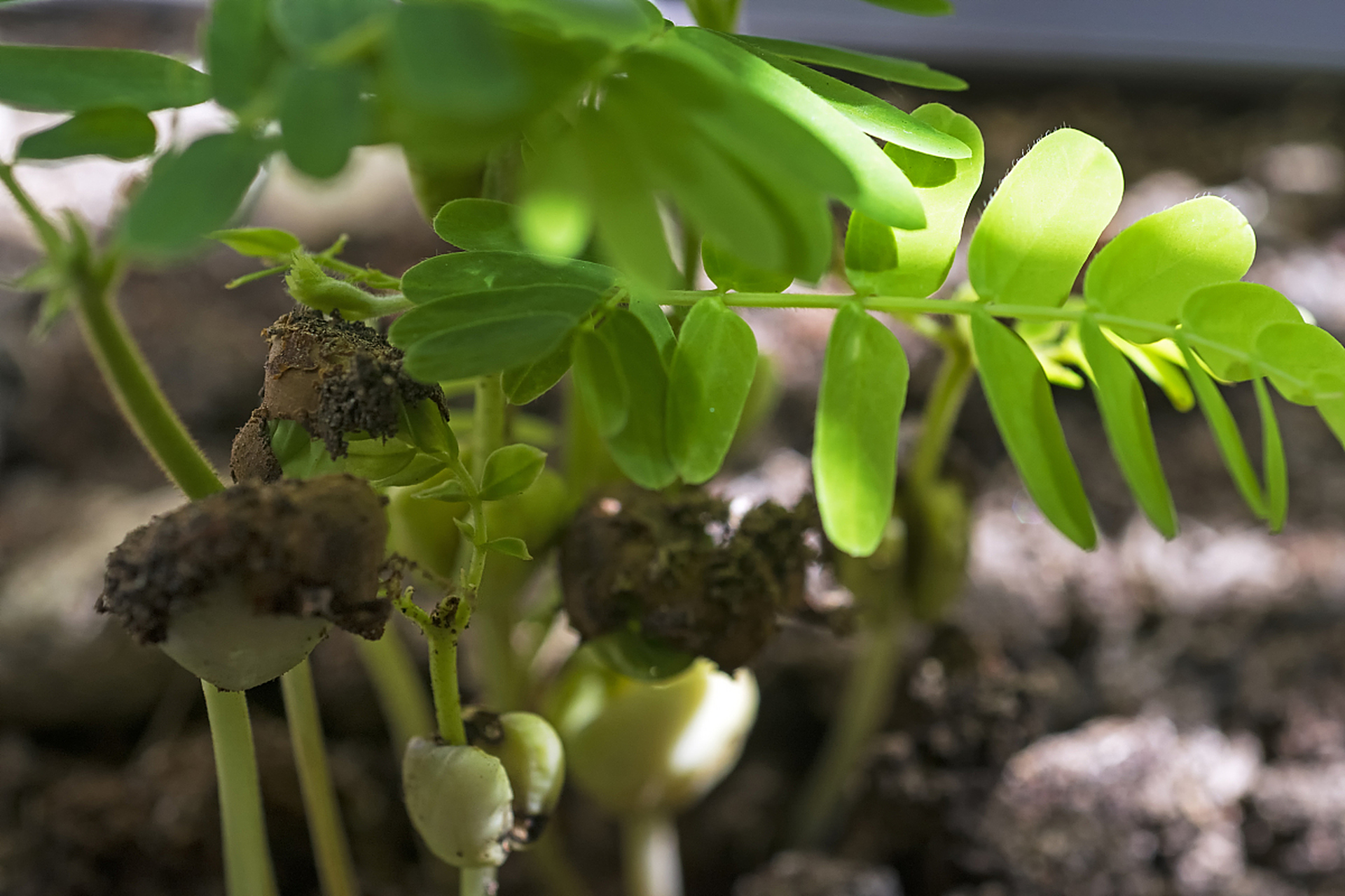[原文:丁毒豆的具体种植方法和管.