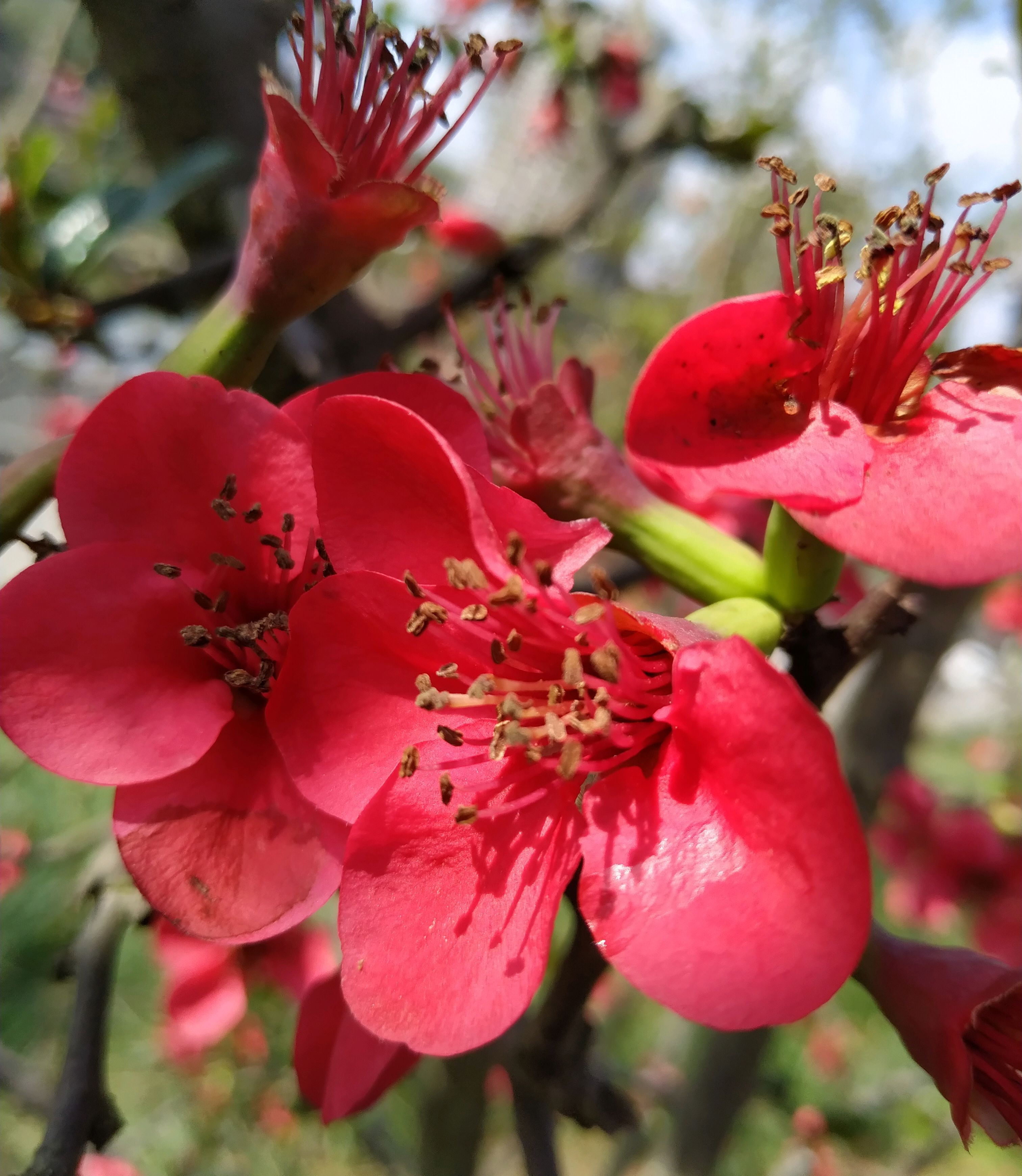 血色海棠满枝头.