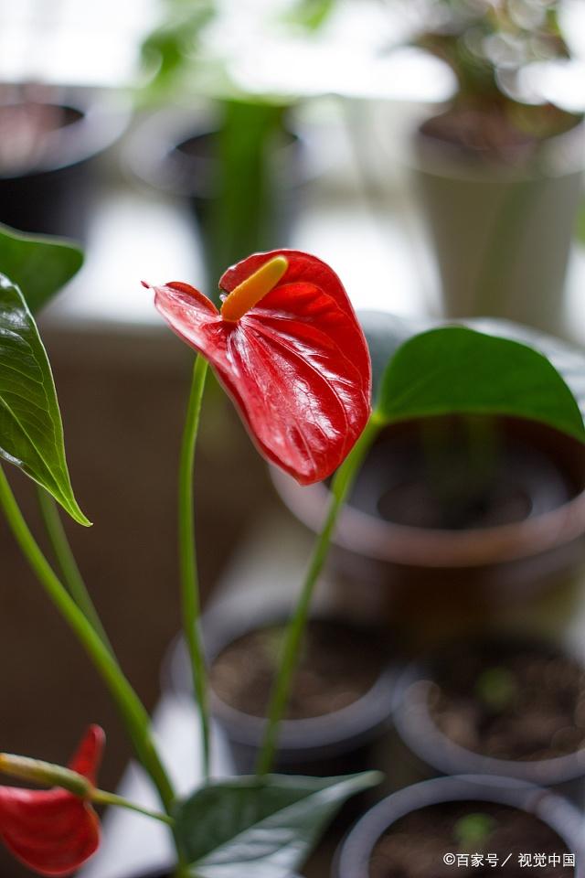 花烛植物的形态特征,了解一下!