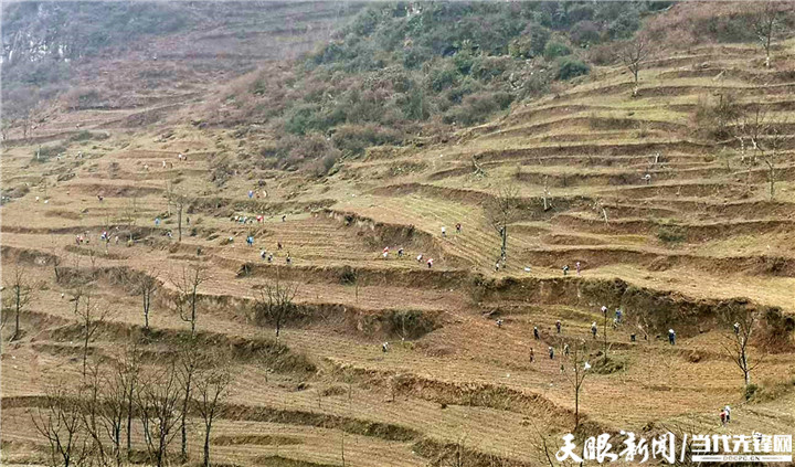 大方县达溪镇:黄土地里寻"金" 9000亩皂角树栽种忙