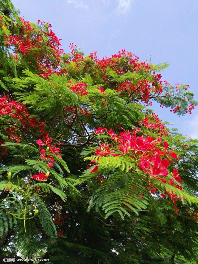 《香蜜》别再骗我,原来凤凰花长这样!