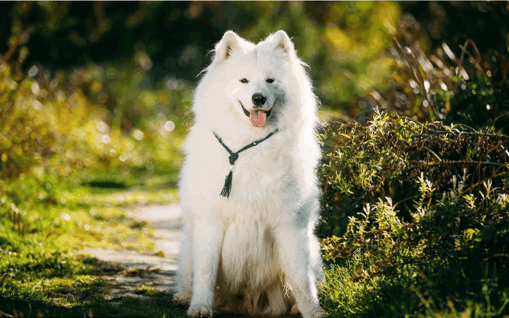 世界上最稀有的犬种图片