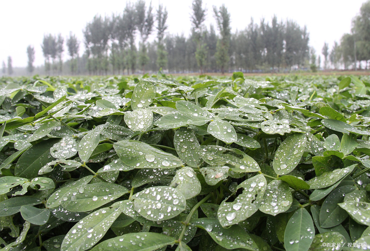 花生树 - 热门商品专区