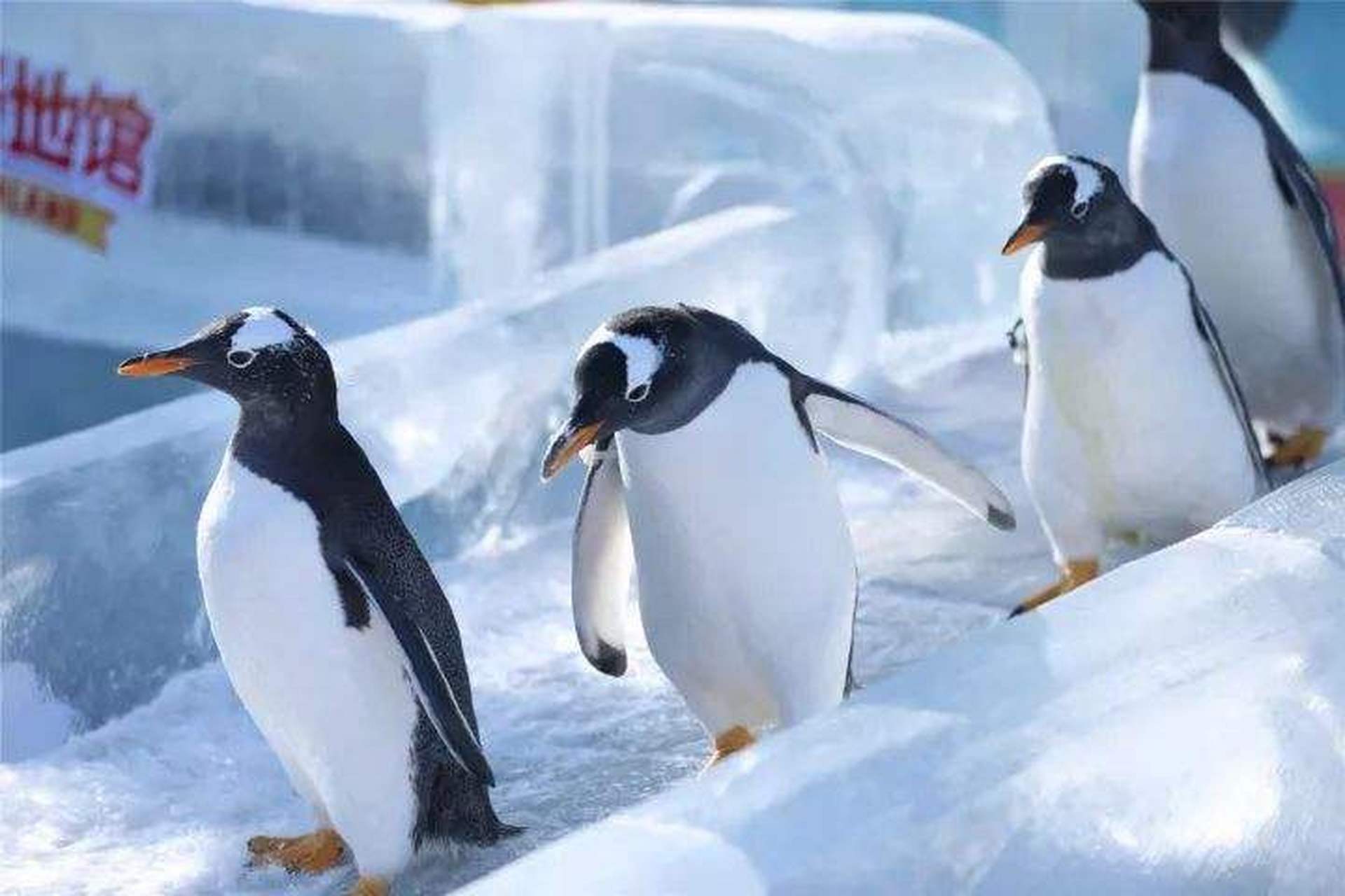 三亚之旅不太囧#三亚南极企鹅冰上乐园是三亚市首家冰雕艺术品展,四