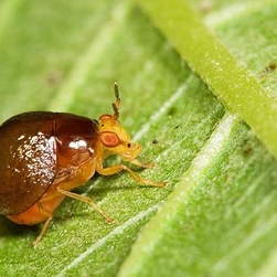 动物知识科普,小编带你了解缨甲科